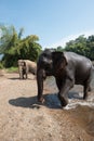 Elephants World North-Thailand Royalty Free Stock Photo